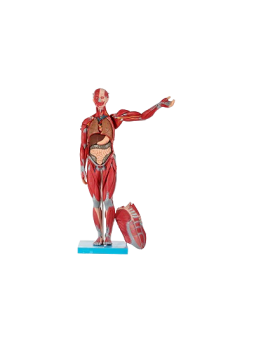 MALE MUSCLE FIGURE 86CM 
